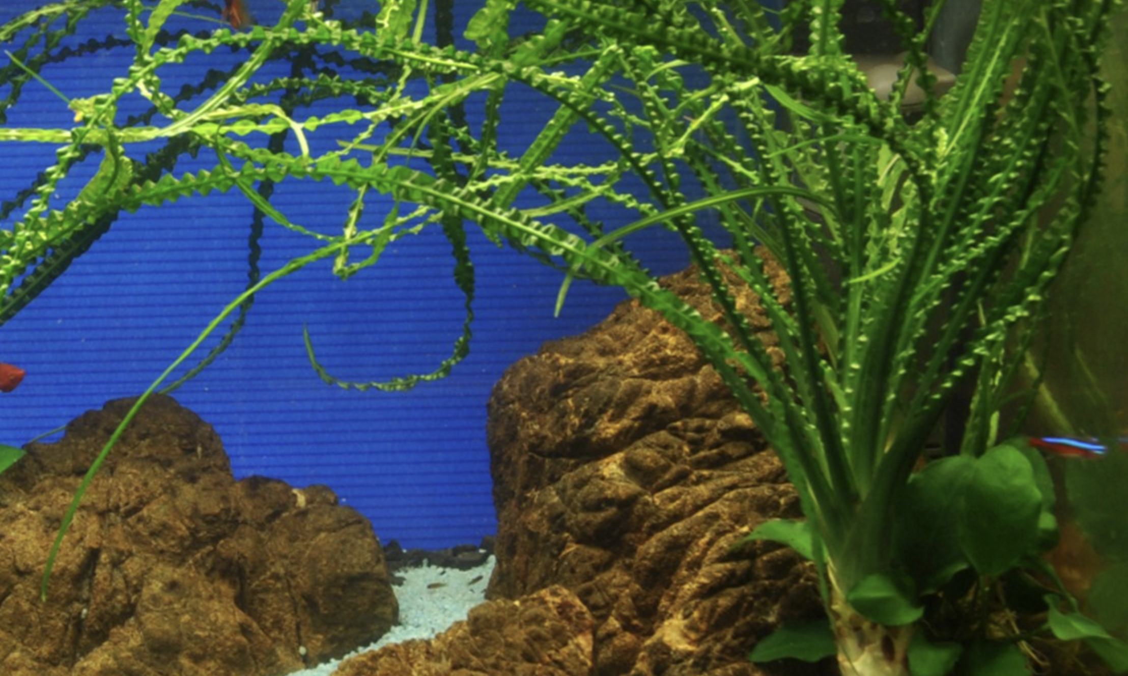 Aquatic Plants — Shop — Fresh Frequencies Aquarium Services